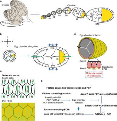 Cellular and Supracellular Planar Polarity: A Multiscale Cue to Elongate the Drosophila Egg Chamber